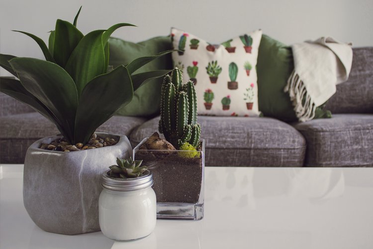 succulents on a table in front of a couch